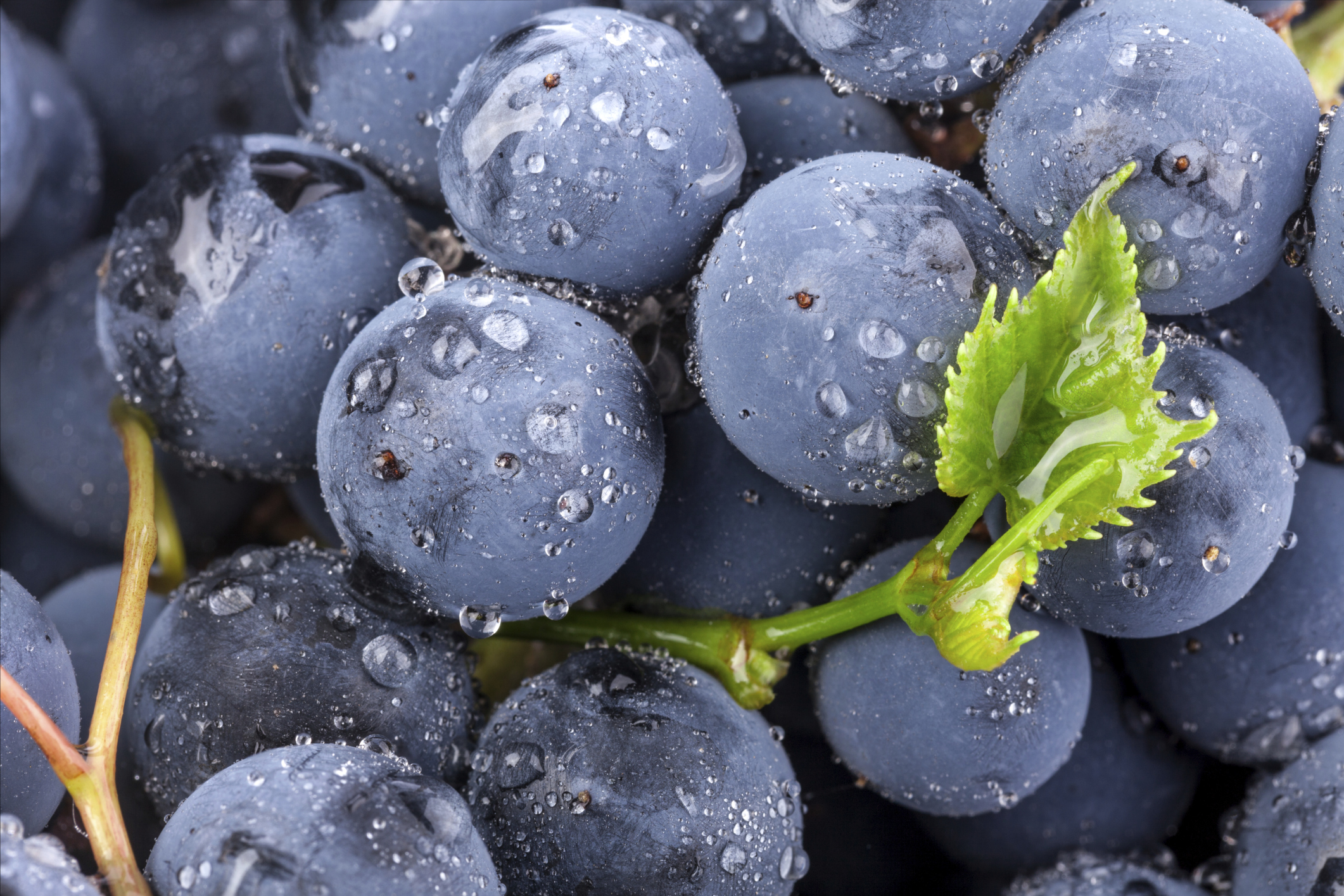 Grape Skin Extract Yum Skincare