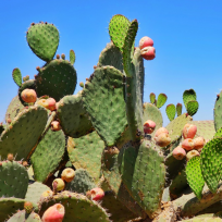 Prickly pear 